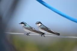 These two little swallows hitched a ride out of the marina.
