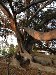Moreton Bay Fig Tree in Montecito Street in Santa Barbara