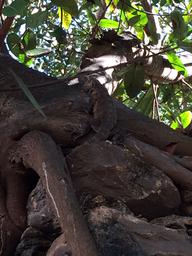 An iguana on a tree near the dinghy landing in Chacala.