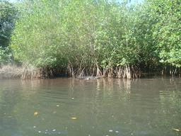 Same crocodile as before but zoomed out to show the mangroves.