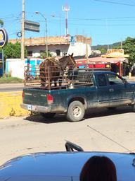 Las Varas is the closest city for provisioning outside Chacala where we are currently anchored.  Apparently the donkey needed some provisions as well.