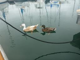 Redondo Beach marina ducks