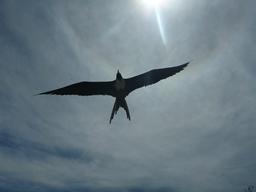 Rosie caught this frigate bird flying overhead during our hike on Isla Isabela.