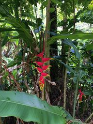 We stopped at a arboretum on the road to Hana and saw some exotic tropical plants.
