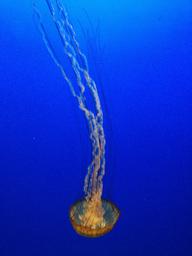 Jellyfish in The Open Sea exhibit at the Monterey Bay Aquarium