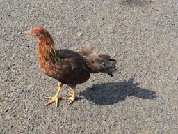 There are wild chickens everywhere in Kauai.