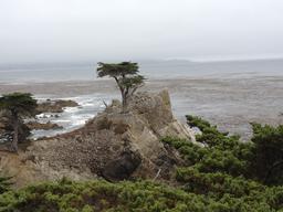 The Lone Cypress on the 17 Mile Drive on the Monterey Peninsula.