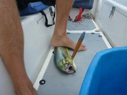 Dave was able to pull the mahi mahi aboard without issue.  You can see the sad remains of our red bucket in the background.
