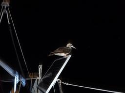 This bird hung out with us for hours on our trip to Cabo.  I have no idea how it was able to balance on the panel in 6 feet seas. It also pooped on everything!  That solar panel was completely covered in poop in the morning.
