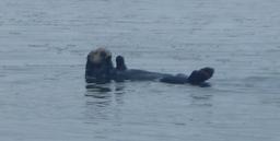 Sea otter in Morro Bay - Bon Voyage!