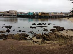 Harbor seals past Fisherman's Wharf in Monterey Bay.  Just part of my morning walk with coffee during our stay at the Monterey Municipal Marina.